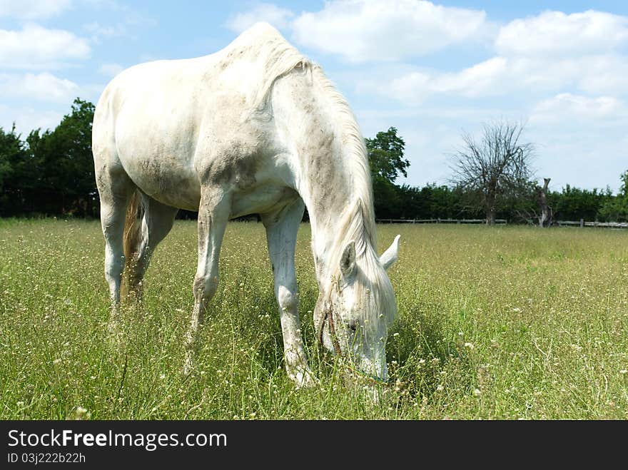 Beautiful Horse in a Green Meadow in sunny day