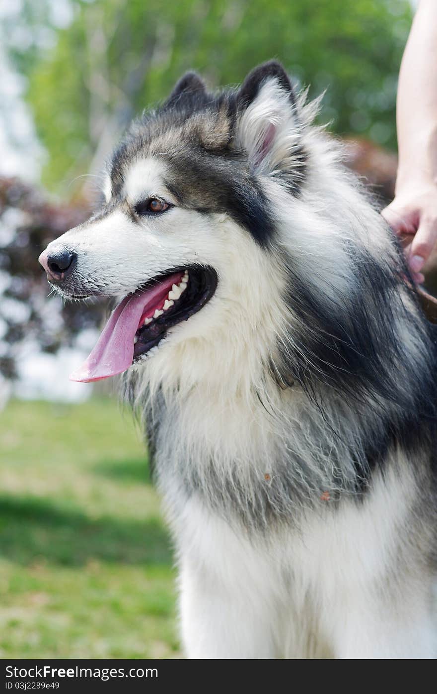 Alaskan malamute dog