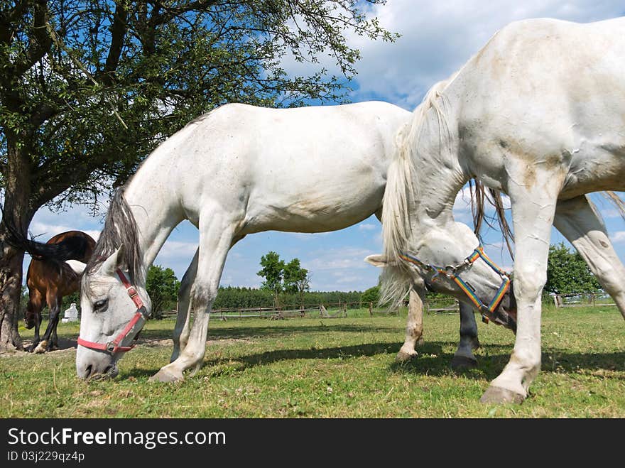 Beautiful Horse in a Green Meadow in sunny day