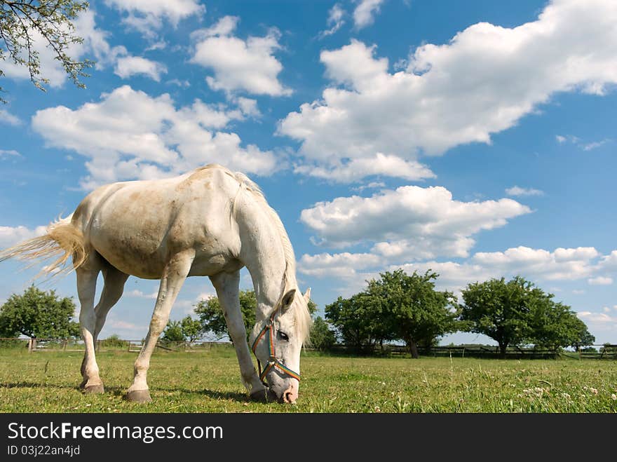 Beautiful Horse in a Green Meadow in sunny day