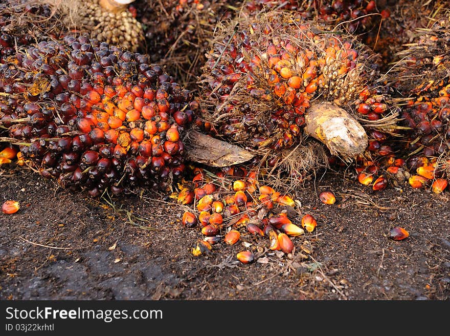 Palm oil, a well-balanced healthy edible oil is now an important energy source for mankind. It comes from the fruit itself (reddish orange). Palm oil, a well-balanced healthy edible oil is now an important energy source for mankind. It comes from the fruit itself (reddish orange).