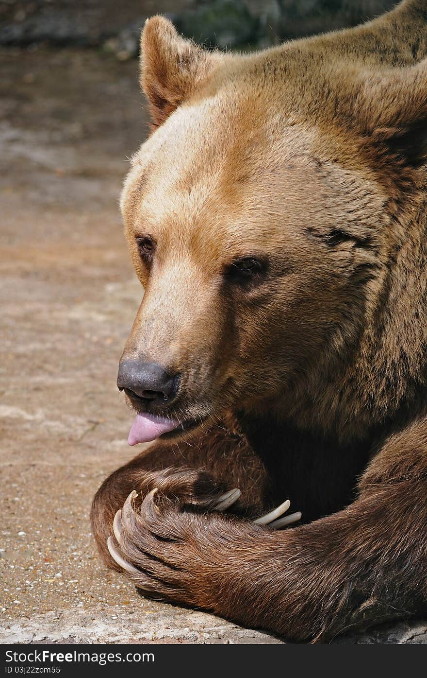 Portrait of a brown bear in a zoo Bratislava