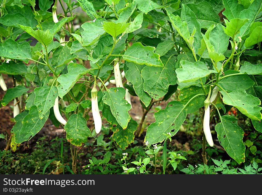 Fresh white aubergine (Shiro Nasu) on vegetable garden.