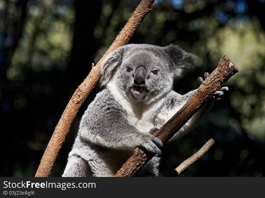 Koala Bear. Gold Coast, Australia.