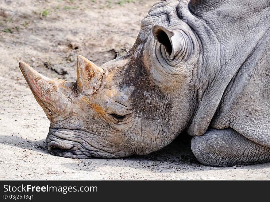 Relaxing rhinoceros in a zoo in Bratislava, Slovakia