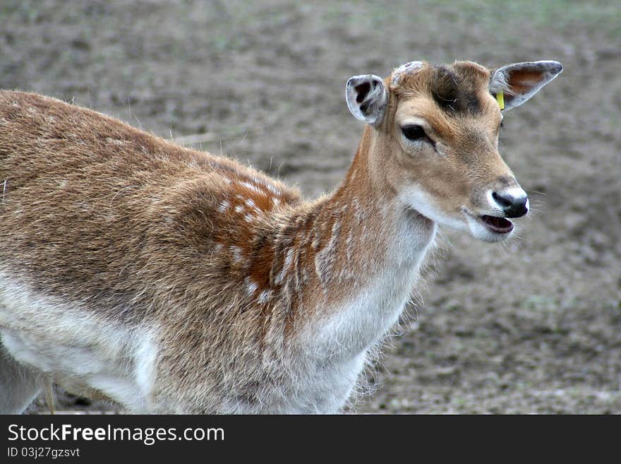 Fallow deer