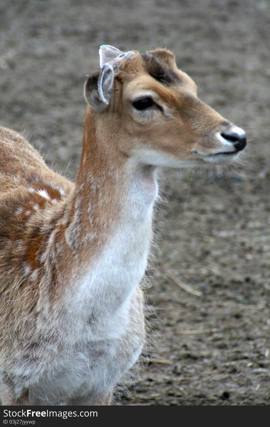 Fallow deer