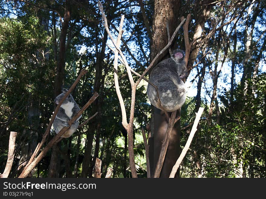 Koala Bear. Gold Coast, Australia.