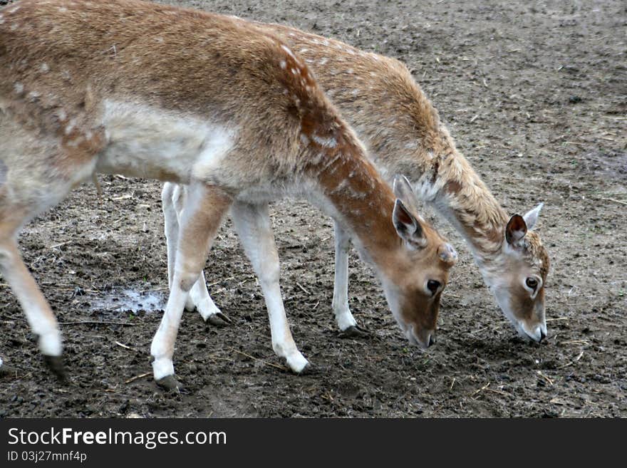 Fallow deer