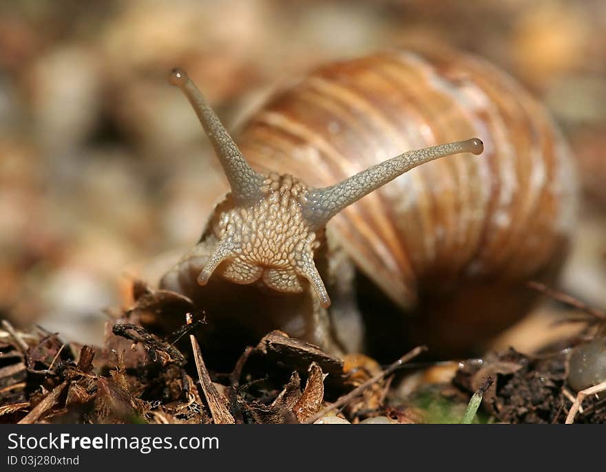 Beautiful brown snail looking on dirt