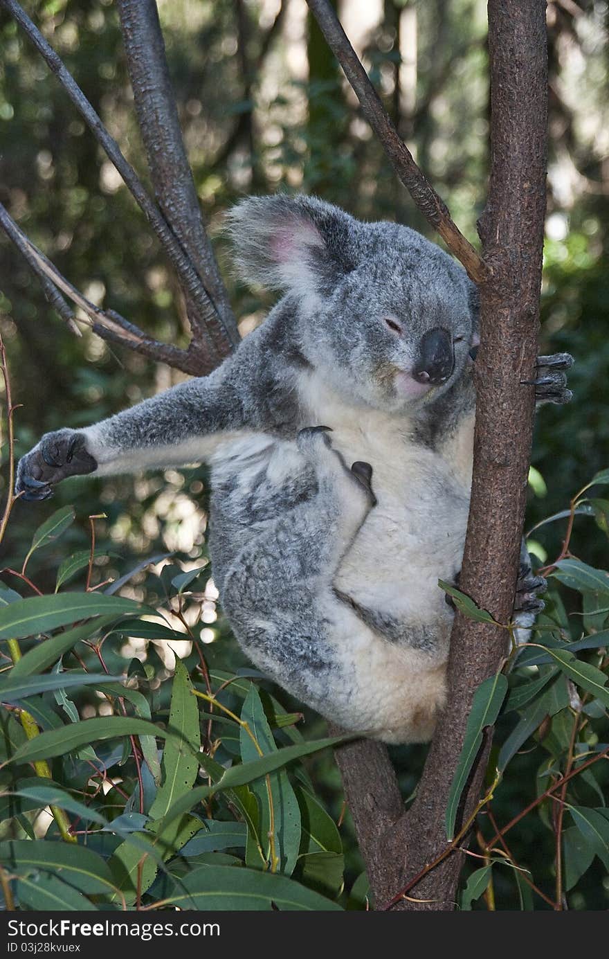 Koala Bear. Gold Coast, Australia.