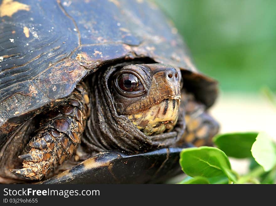 Macro shot of baby turtle. Macro shot of baby turtle