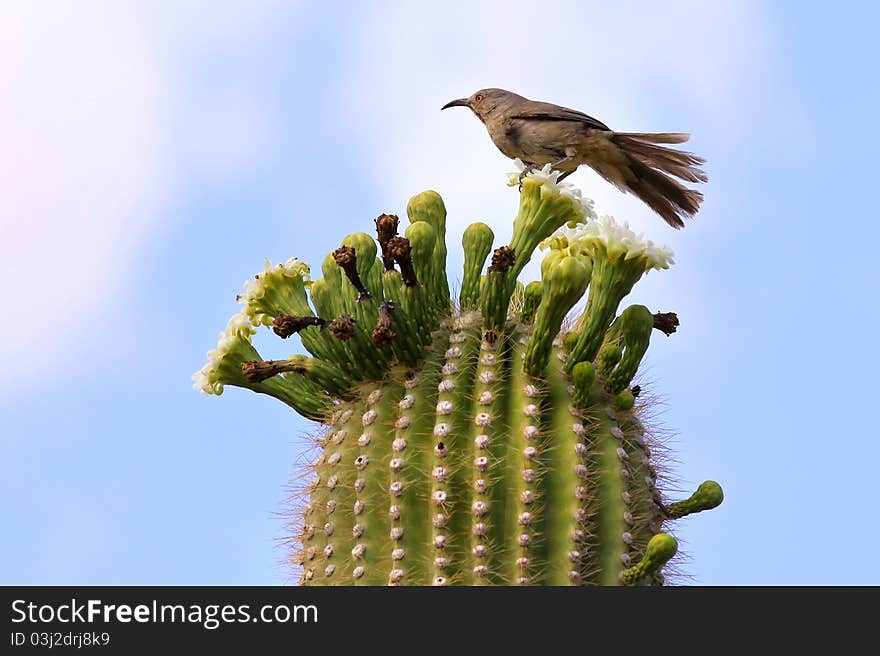 Single Bird On Cactus