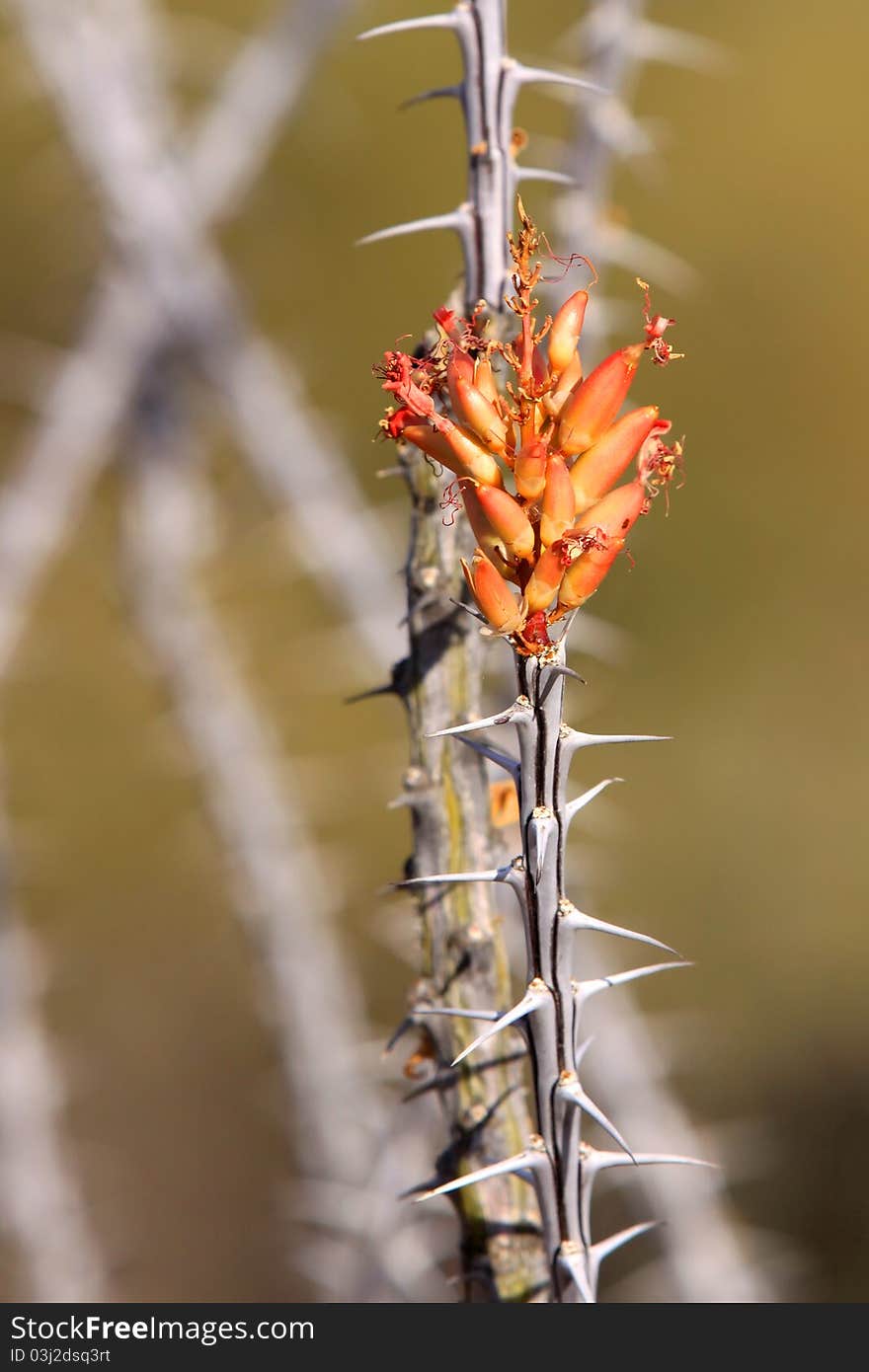 Fouquieria splendens