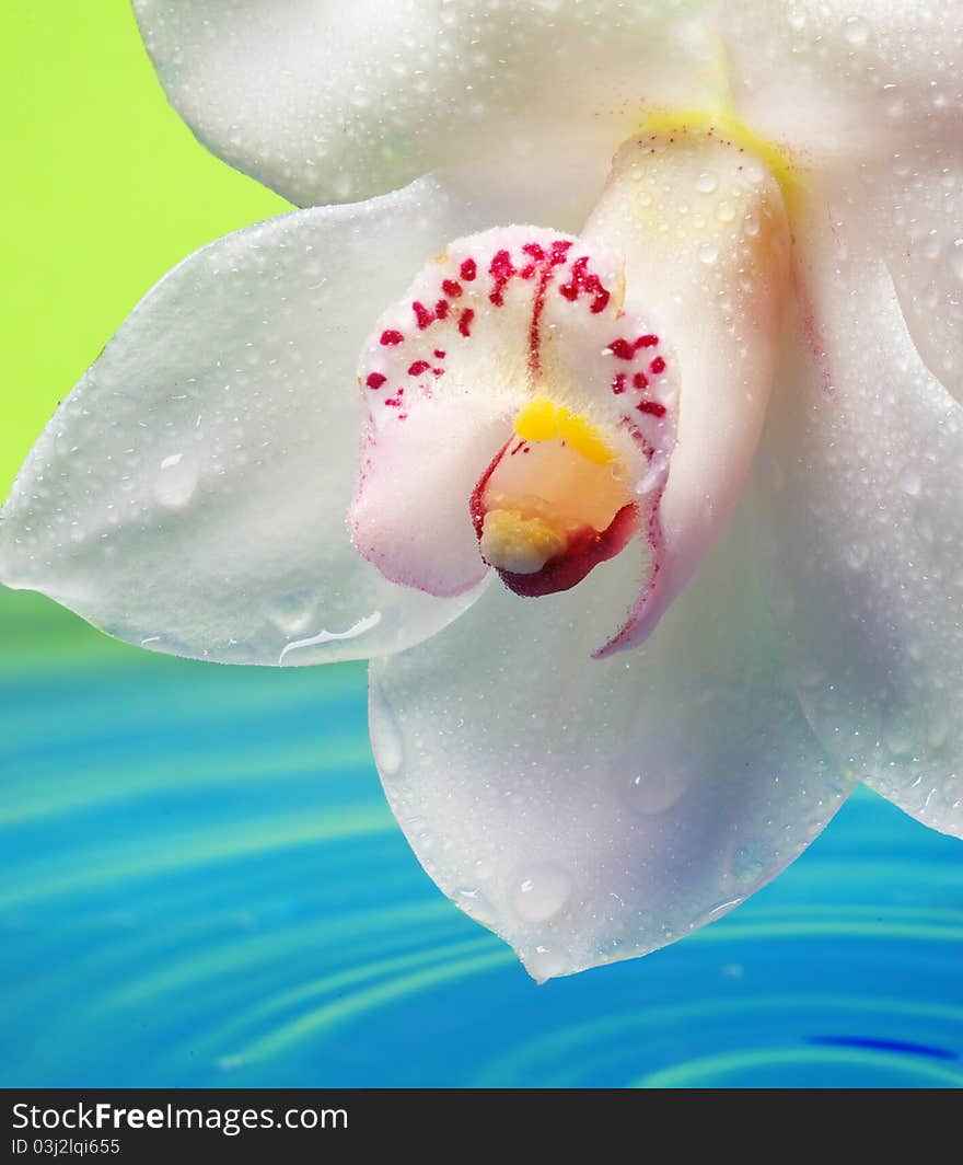 Beautiful orchid flower reflected in rendered water. Beautiful orchid flower reflected in rendered water