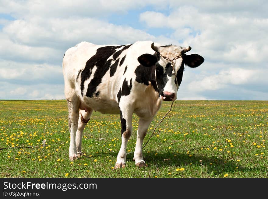 Cow on a summer pasture on the field. Cow on a summer pasture on the field