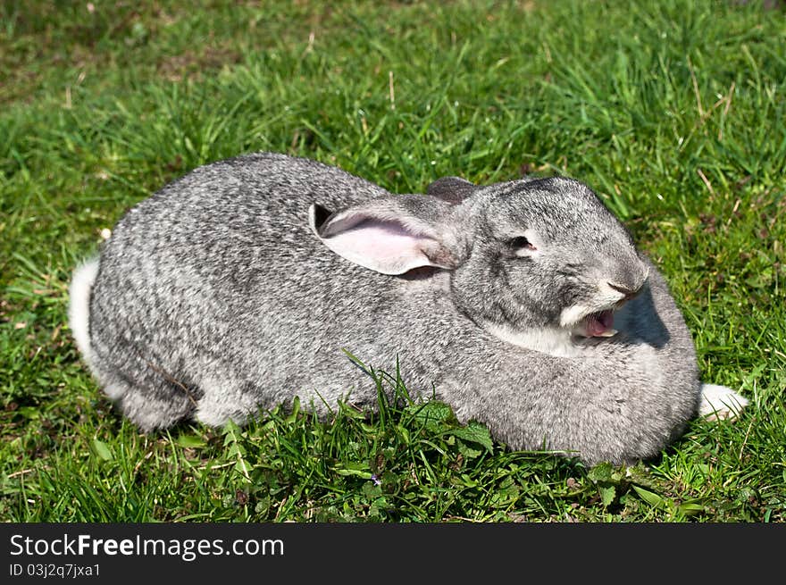 A cute funny rabbit on a green grass. A cute funny rabbit on a green grass