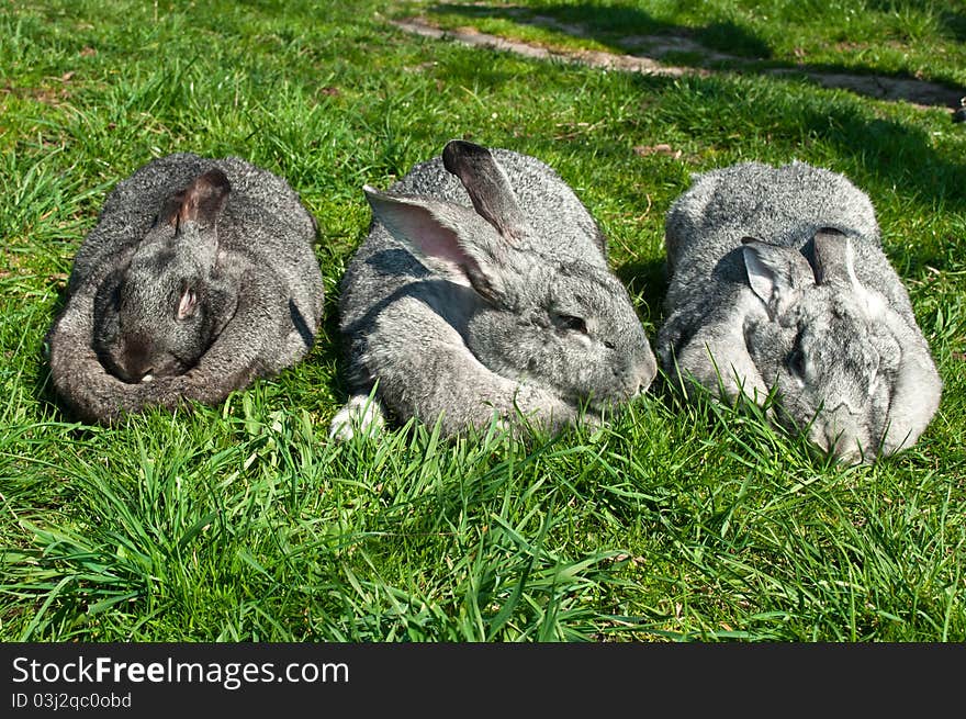 Three Big Rabbits