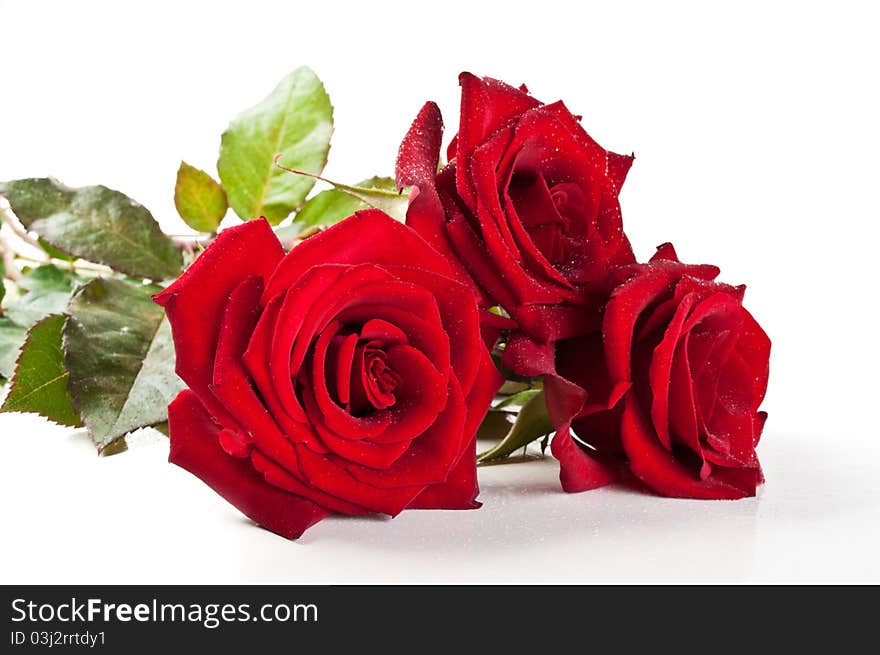 Red roses isolated on a white background