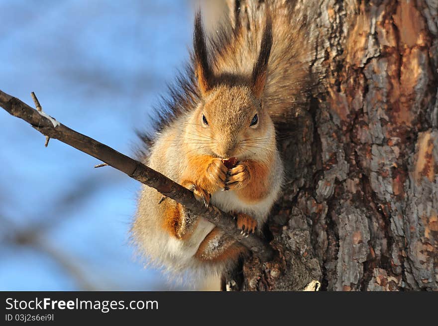 Red Squirrel.