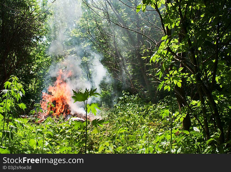 Fire in the forest, danger in the environment