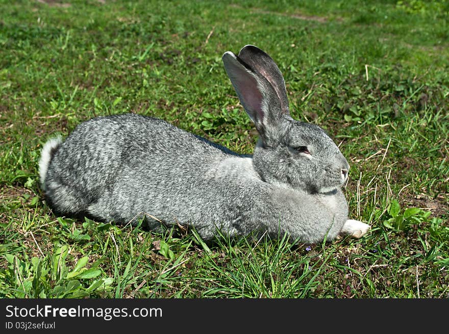 Big mammal rabbit on a green grass