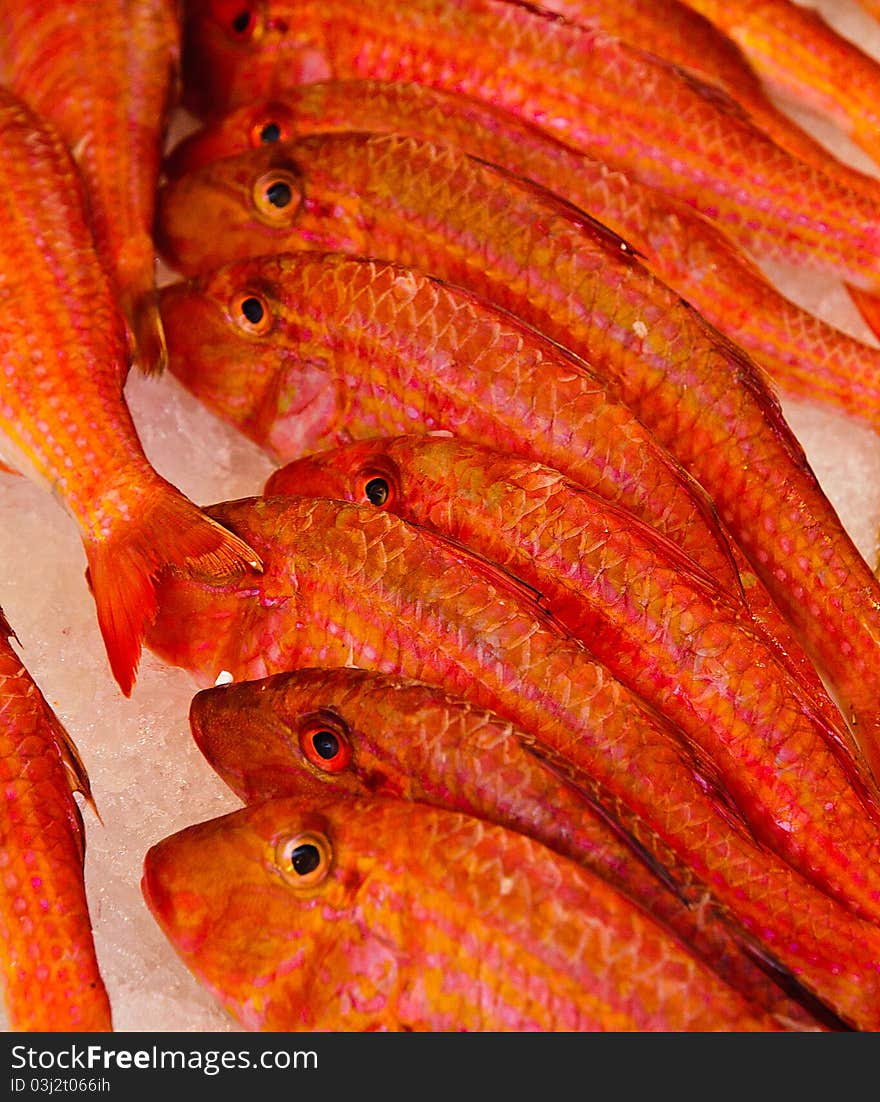 Close up of Red Mullet fish on ice at a market