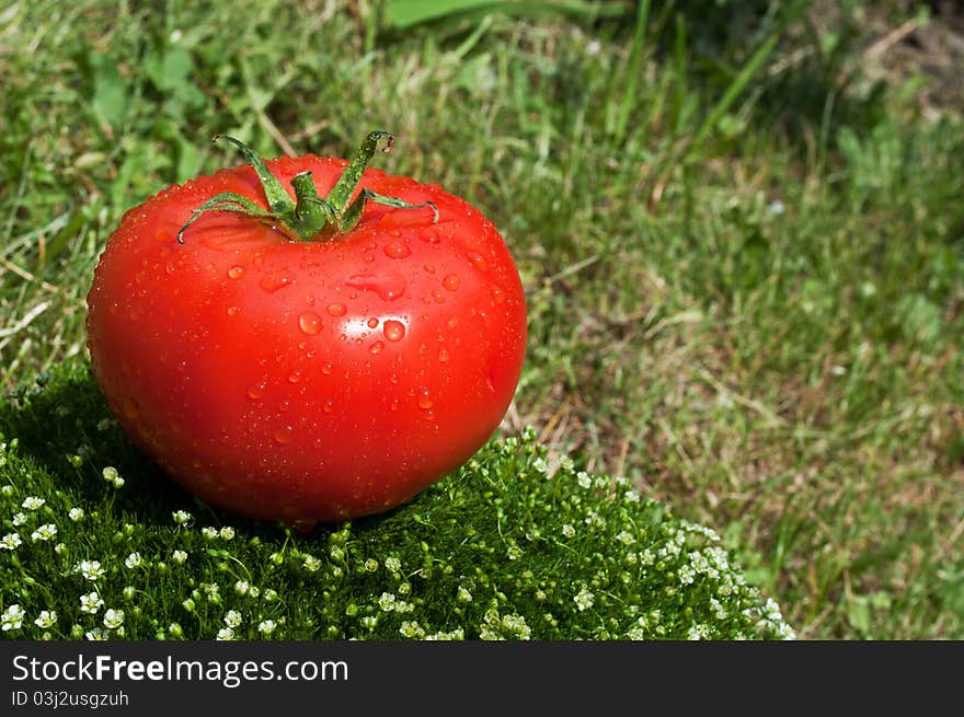 Fresh tomato on a green grass background