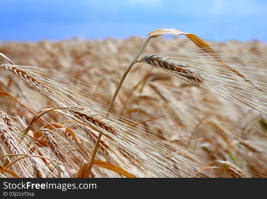 Yellow wheat field