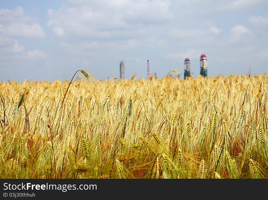 Yellow wheat field