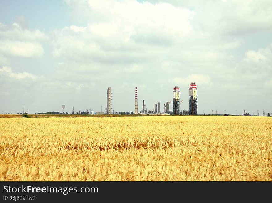 Yellow wheat field