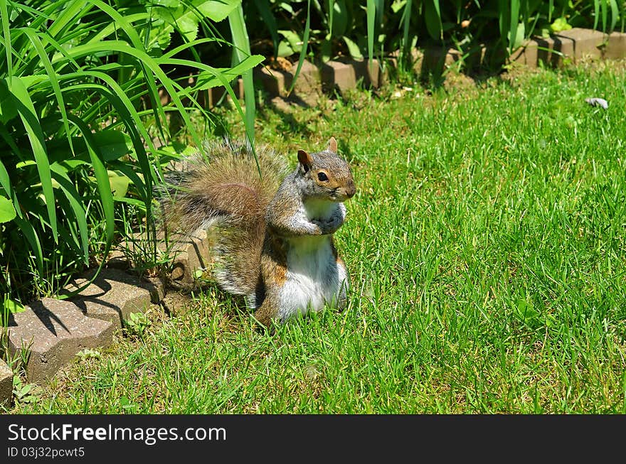 Eastern gray squirrel (Sciurus Carolinensis). Eastern gray squirrel (Sciurus Carolinensis)