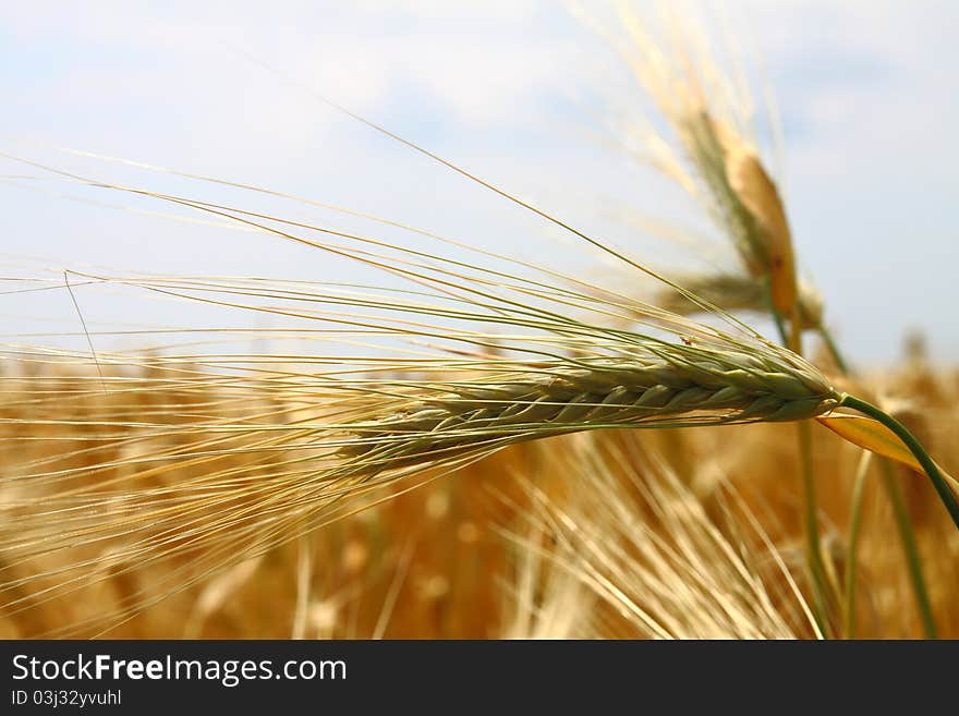 Yellow wheat field