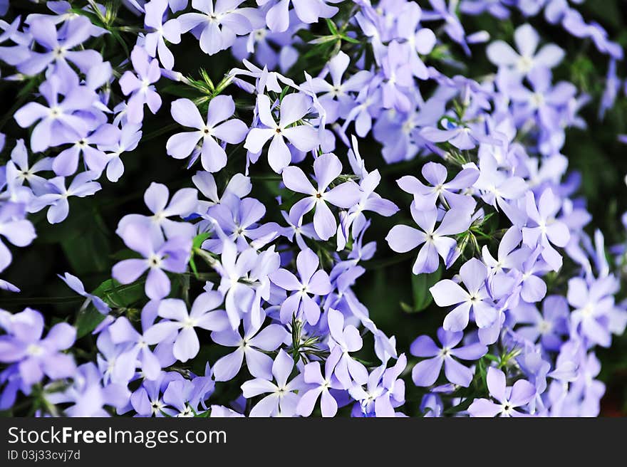 Purple  phlox subulata.  small flowers bloom  in late spring  and early summer.