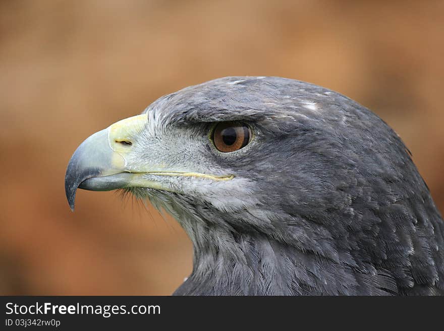 Closeup of the head of a captive gray eagle. Closeup of the head of a captive gray eagle