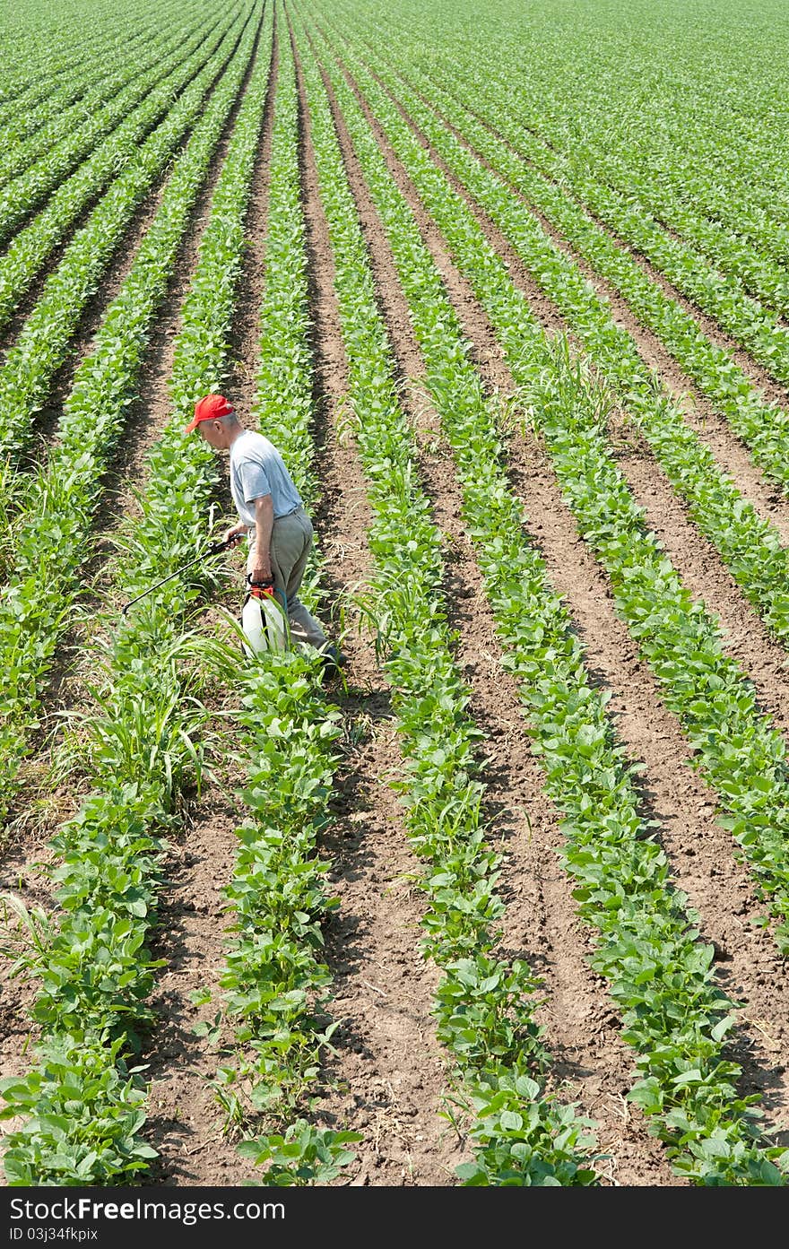 Senior Men spraying soybean field. Senior Men spraying soybean field