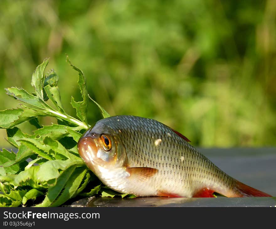 The fish of the river Savala