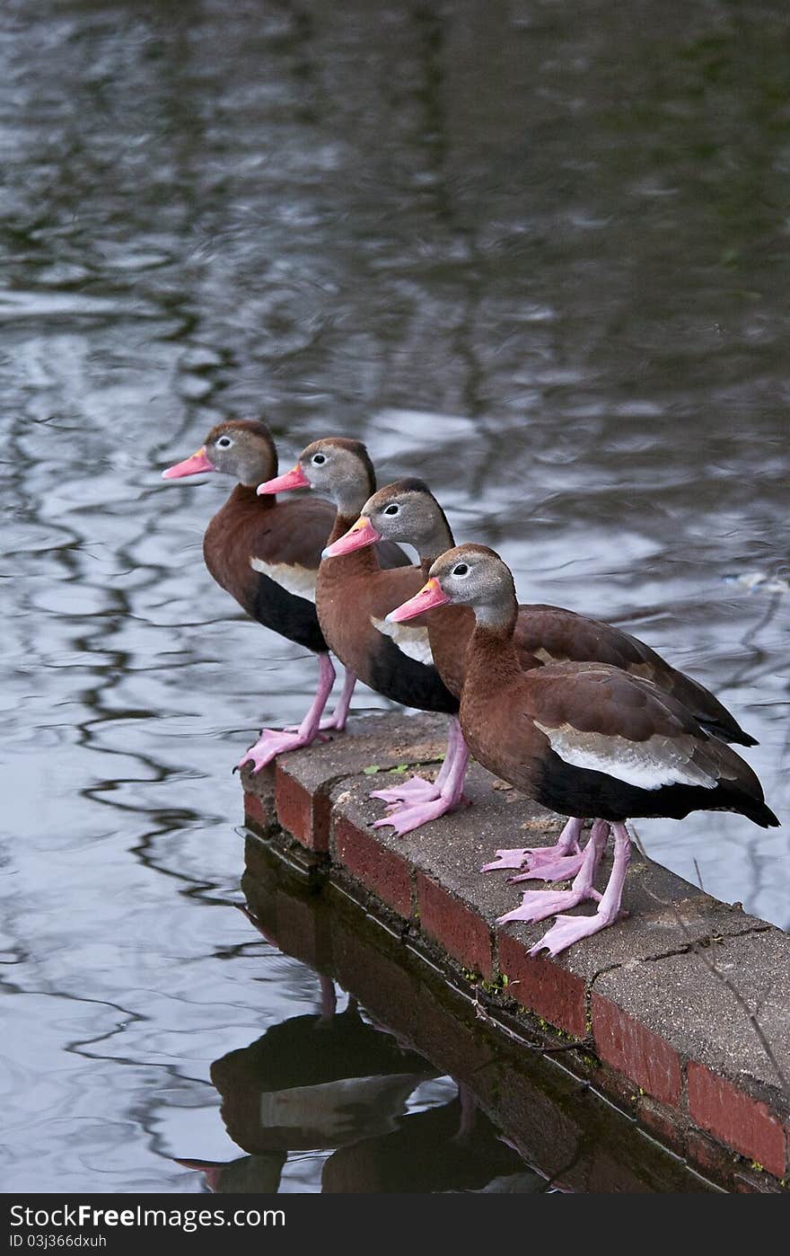 Black-Bellied Whistling Ducks