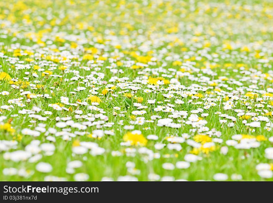 Yellow dandelion field close up