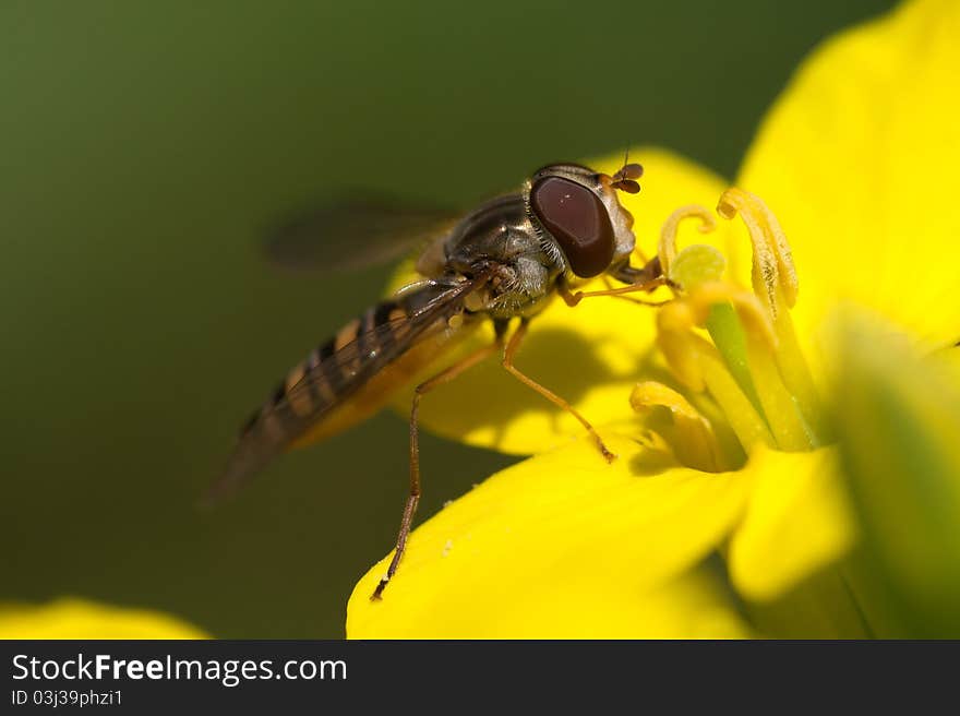 Close-up of a hoverfly sitting on a yellow flower eating nectar. Close-up of a hoverfly sitting on a yellow flower eating nectar