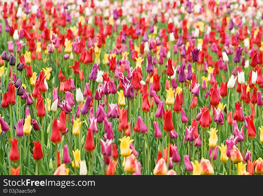 Red tulip field close up