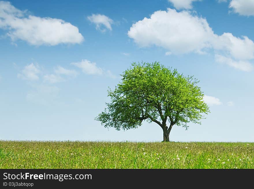 Green tree and cloudy sky