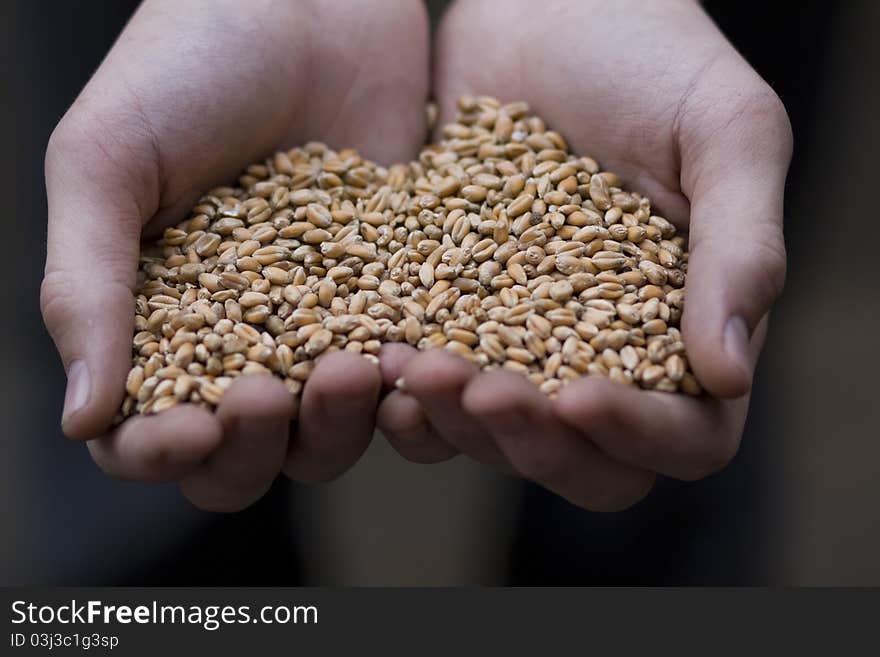 Human hands holding wheat cereal