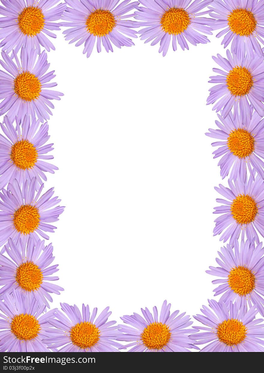 Purple daisy on a background