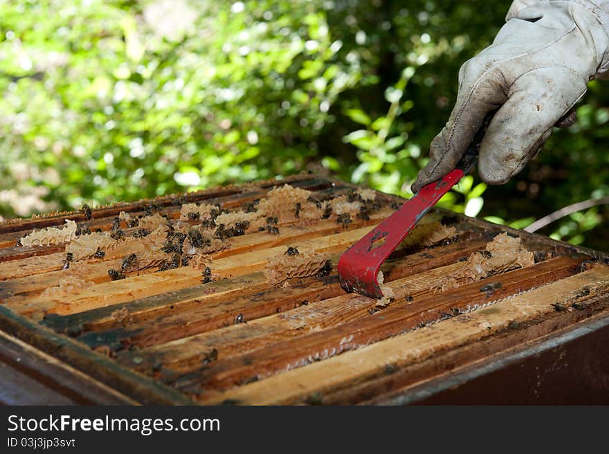 A beekeeper checkes his hives