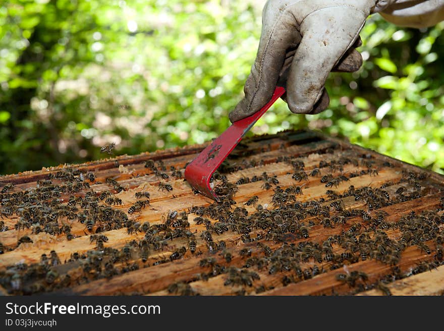 A beekeeper is checking his hives in a forest. A beekeeper is checking his hives in a forest