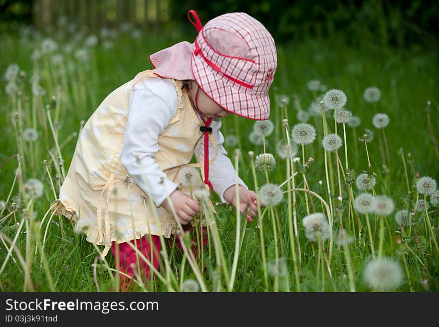 Toddler with blowballs