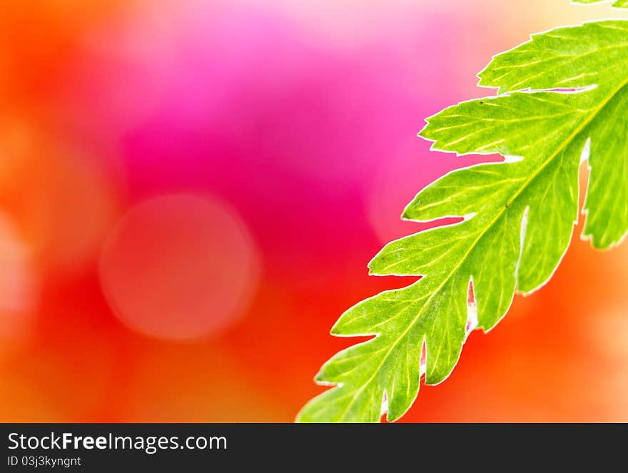 Close-up of wet leaf