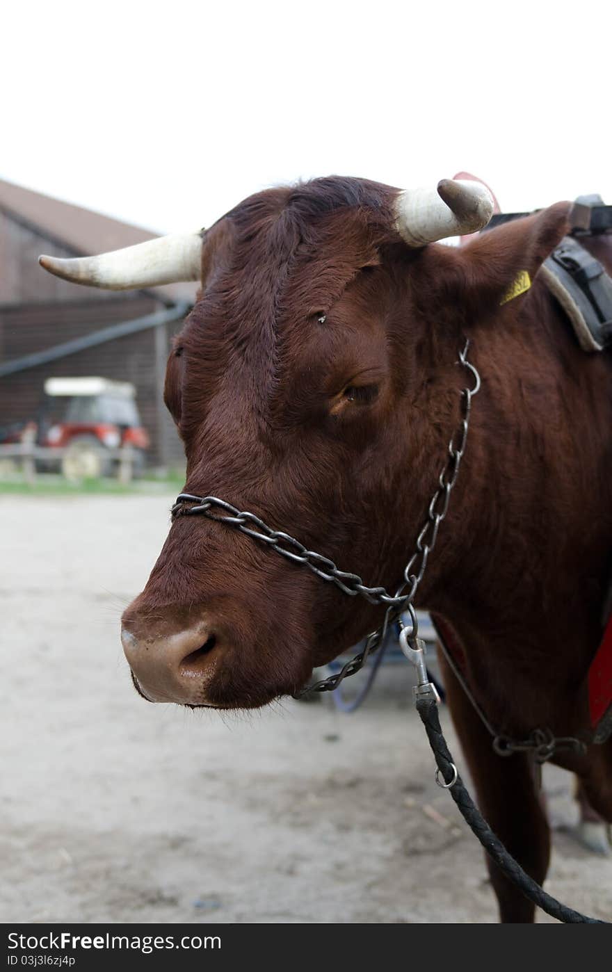 A brown cow on a farm with a tractor in background