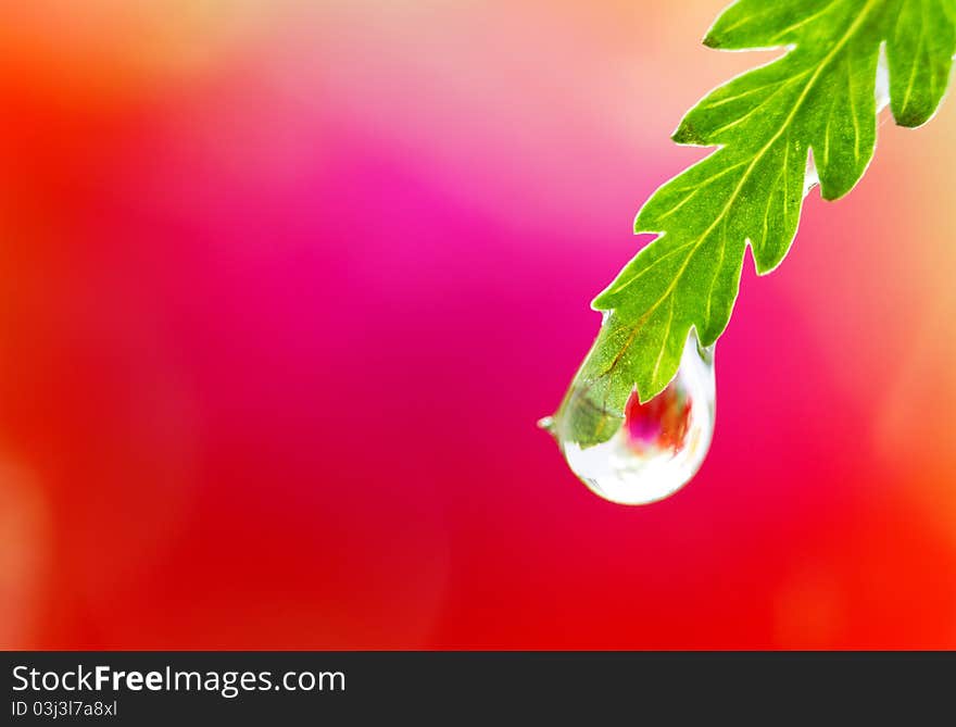 Close-up of wet leaf with drops